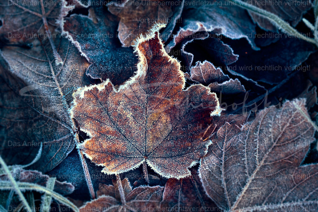 Wandbild "Blatt mit Eisrand" | People- und Tierfotografie, Imageaufnahmen, Veranstaltungsfotografie und Wandbilder aus der Natur ★ Made in Germany ✔️ Druck + Downloads ✔️ Naturfotografie in Top Qualität ★ schneller Versand, weltweite Lieferung! - Realisiert mit Pictrs.com