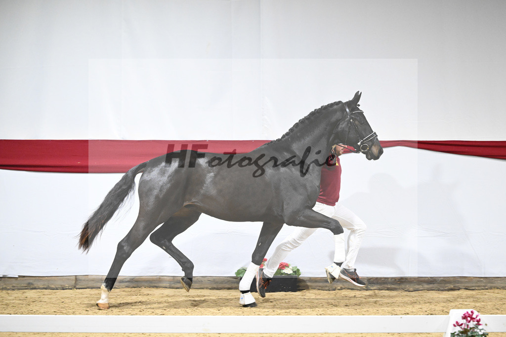 Kat-Nr. 51 v. Escamillo_Casper_63221298 | hf-fotografie - Realizzato con Pictrs.com