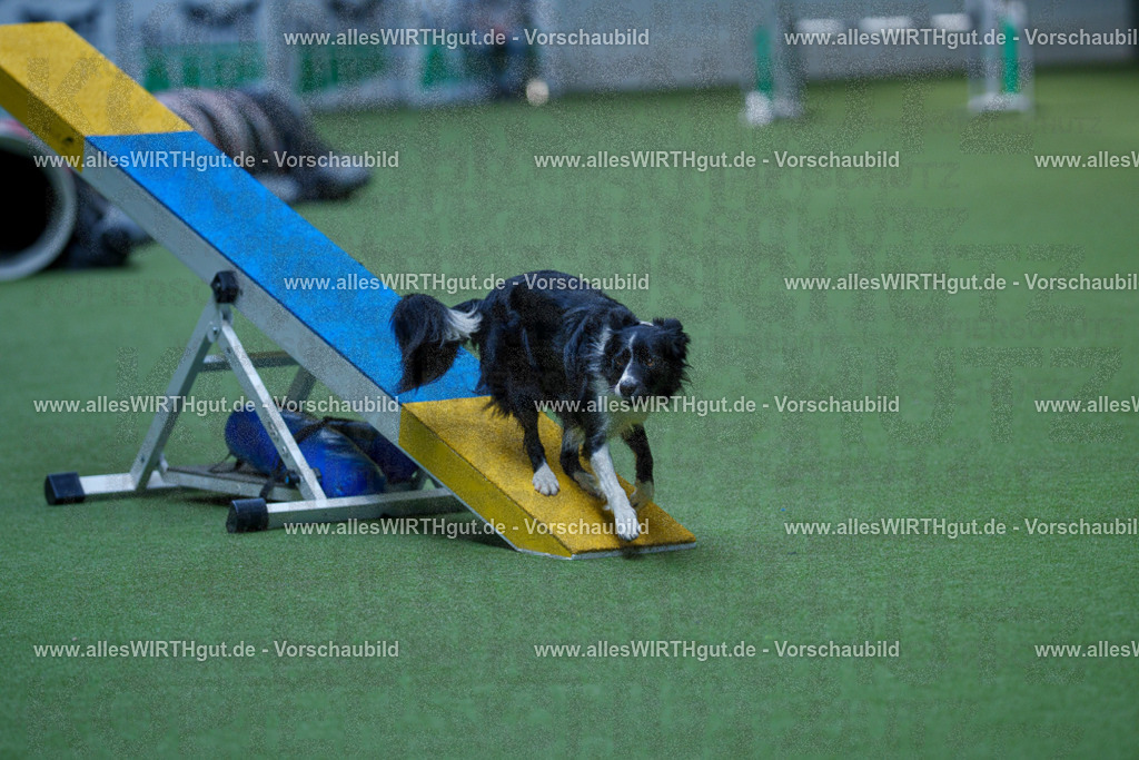 @allesWIRTHgut_Tierfotografie - www.allesWIRTHgut.de - 2604251344-7R503934 | Professionelle Tierfotografie in Mönchengladbach von Daniel Wirth (allesWIRTHgut). Liebevolle & natürliche Bilder von Hunden & Katzen für unvergessliche Erinnerungen.