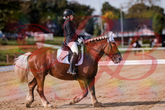 2026_10_03_Siefer-Hof_114106_Z81_83970539 | Professionelle Reitsport-, Turnier- und Eventfotografie von Robert Broda. Galerien mit ausgewählten und bearbeiteten Bildern direkt online ansehen und bestellen.