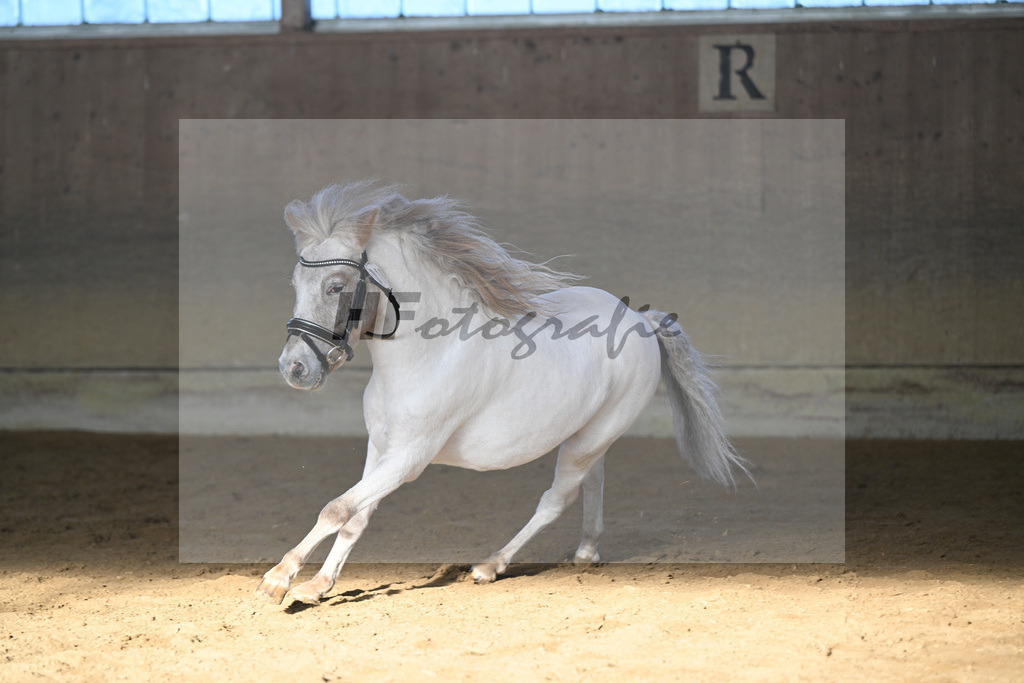 Kat-Nr. 16 Amigo vom Elbseetal v. Golden Wonder  v h Houbenhof_Koldas_49250713 | hf-fotografie - Realisiert mit Pictrs.com