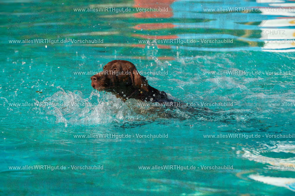Hundeschwimmen_Grefrath_2026-allesWIRTHgut_Tierfotografie-09_02-FAY07427 | Professionelle Tierfotografie in Mönchengladbach von Daniel Wirth (allesWIRTHgut). Liebevolle & natürliche Bilder von Hunden & Katzen für unvergessliche Erinnerungen.