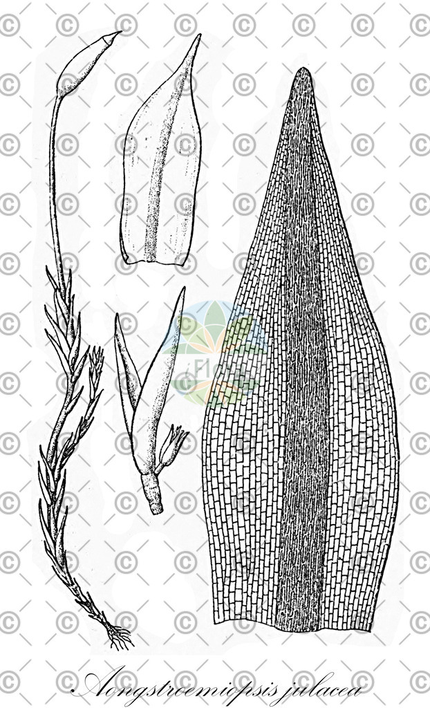 HistAbb_wfo-0000539760_1_ENZY_Simple | Historische Abbildung von Aongstroemiopsis julacea - Aongstroemiaceae | Historical Illustration of Aongstroemiopsis julacea - Aongstroemiaceae