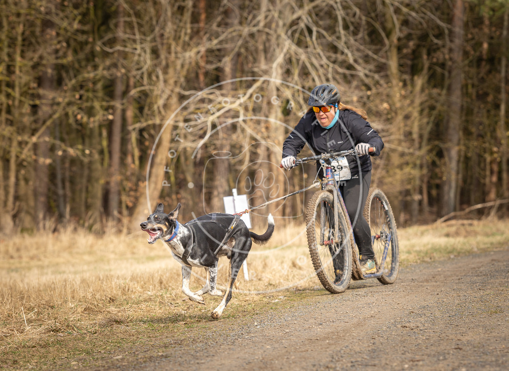 DV3A4741 | Hundefotografie, Tierfotograf, Pfotenfotografie, Fotoshooting Hund, Hunde Portrait, Hundesport, Hundeportraits, Heideshooting, Hunde, Sportfotograf, Hundefotograf, Turnierhundsport, THS,  - Realisiert mit Pictrs.com