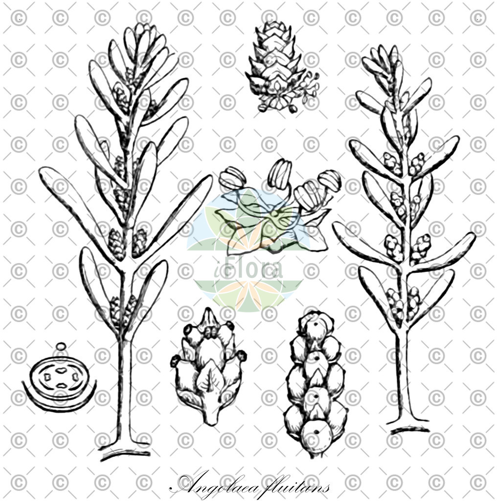 HistAbb_wfo-0000536542_228_ENZY_Simple | Historische Abbildung von Angolaea fluitans - Podostemaceae | Historical Illustration of Angolaea fluitans - Podostemaceae