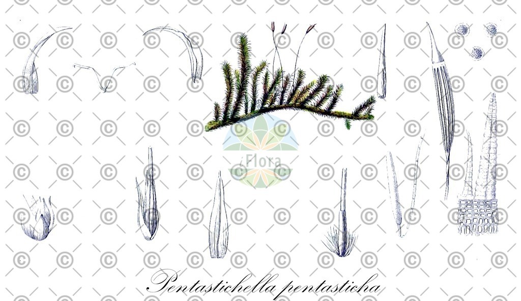 HistAbb_wfo-0001100969_1_ENZY_Simple | Historische Abbildung von Pentastichella pentasticha - Orthotrichaceae | Historical Illustration of Pentastichella pentasticha - Orthotrichaceae