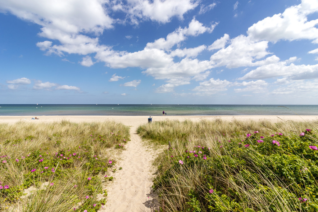 Leinwand: Weg an den Sandstrand im Sommer | Dieses Wandbild im Hochformat zeigt einen Sandweg inmitten von Küstengräsern, der sich sanft zum weiten Sandstrand schlängelt. Zwischen den Gräsern blühen zarte Heckenrosen und verleihen dem Motiv eine natürliche Farbigkeit. Der Sandweg und der Strand bringen warme Sandtöne ins Bild, während der blaue Himmel mit hellen Wolken für Leichtigkeit und Weite sorgt. Eine Szene voller Sommerstimmung und maritimer Ruhe – ideal für Räume, die Natürlichkeit und Entspannung ausstrahlen sollen. Jetzt entdecken und bestellen – dieses Leinwandbild bringt die Ostsee in Ihre Praxis, Ihr Büro, Ihre Ferienwohnung oder Ihr Zuhause. Ein echter Blickfang mit entspannender Wirkung. - Realisiert mit Pictrs.com