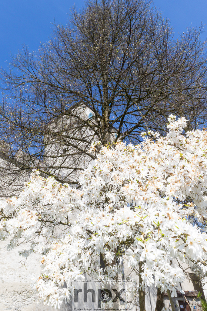 Museggmauer Frühling | Stimmungsvolle Fotokunst aus Luzern. Erlebe den Pilatus, den See und die Stadt Luzern in exklusiven Aufnahmen in der Fotogalerie & Shop. - Realisiert mit Pictrs.com