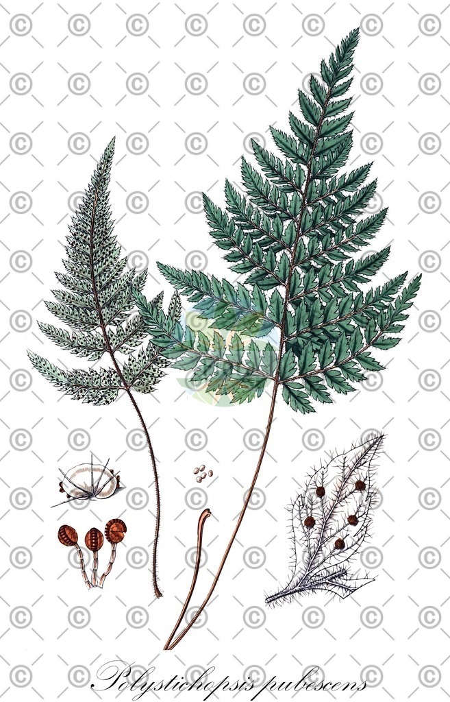HistAbb_wfo-0000894774_1_ENZY_Simple | Historische Abbildung von Polystichopsis pubescens - Dryopteridaceae | Historical Illustration of Polystichopsis pubescens - Dryopteridaceae