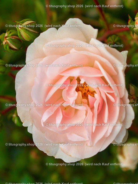 titusgraphy_P7173263-vz-ln | titusgraphy-shop: Geschenkideen mit Qualitätsfotos. titusgraphy-shop: gift ideas with quality photos. titusgraphy-shop: idées cadeaux avec photos de qualité.  - Realisiert mit Pictrs.com