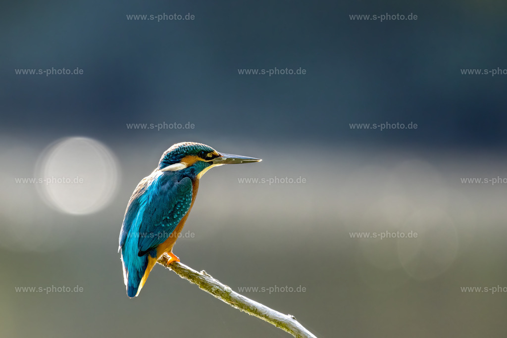 Eisvogel | kurze Verschnaufpause - Realisiert mit Pictrs.com