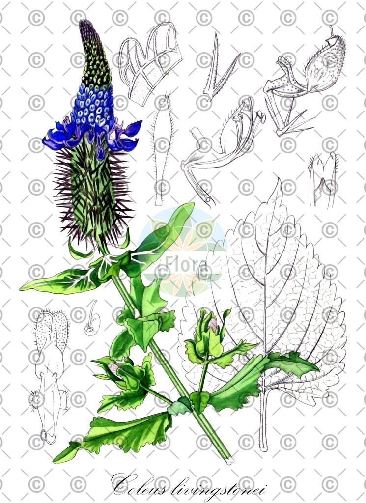HistAbb_wfo-0000275833_1_SIMPLE | Historische Abbildung von Coleus livingstonei - Lamiaceae | Historical Illustration of Coleus livingstonei - Lamiaceae