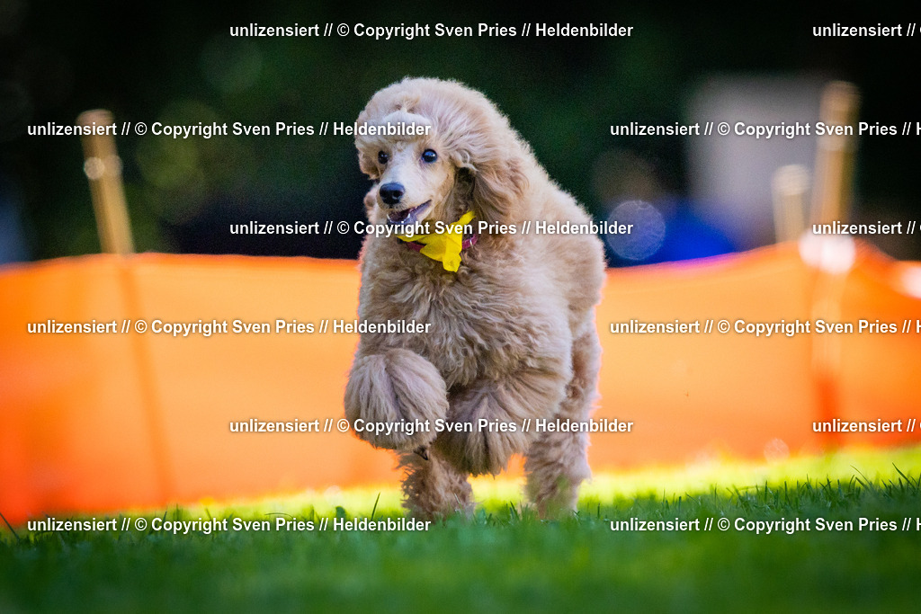 Sven Pries | 2025-08-10 - Hunderennen Durlach - Realisiert mit Pictrs.com