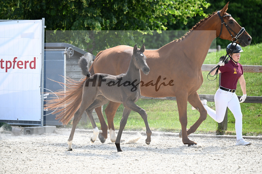 Kat-Nr. 48 Seattle x Vitalis_SF_Kelberger_15251174 | hf-fotografie - Realisiert mit Pictrs.com