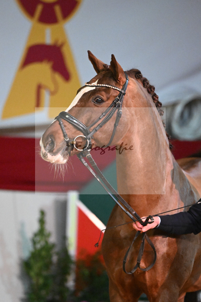 Don Diamond_1235080 | hf-fotografie - Realisiert mit Pictrs.com