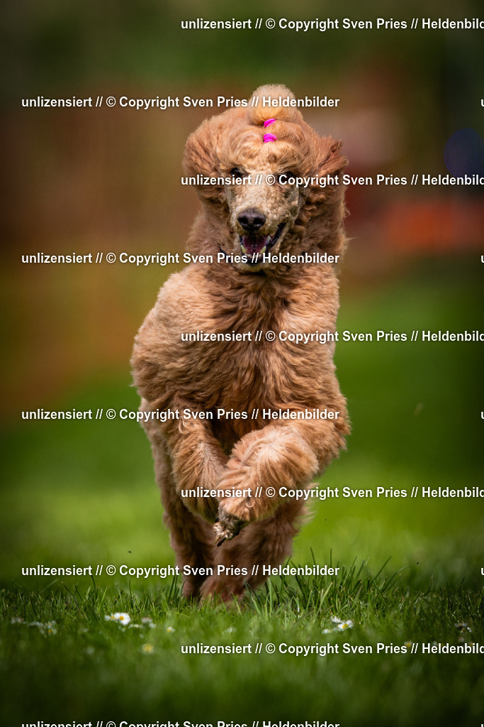 Sven Pries | 2025-04-13 - Hunderennen Baden-Baden - Realisiert mit Pictrs.com