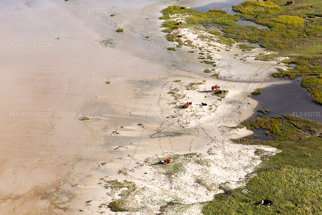 Aerial view: Cattle in the dunes on the sandy beach in Fanø in the state South Denmark, Denmark.Photo: IMG_118579.jpg taken on 09/21/2019 by Werner Riehm/FLY-FOTO.comResolution of the original: 5472 x 3648 px
