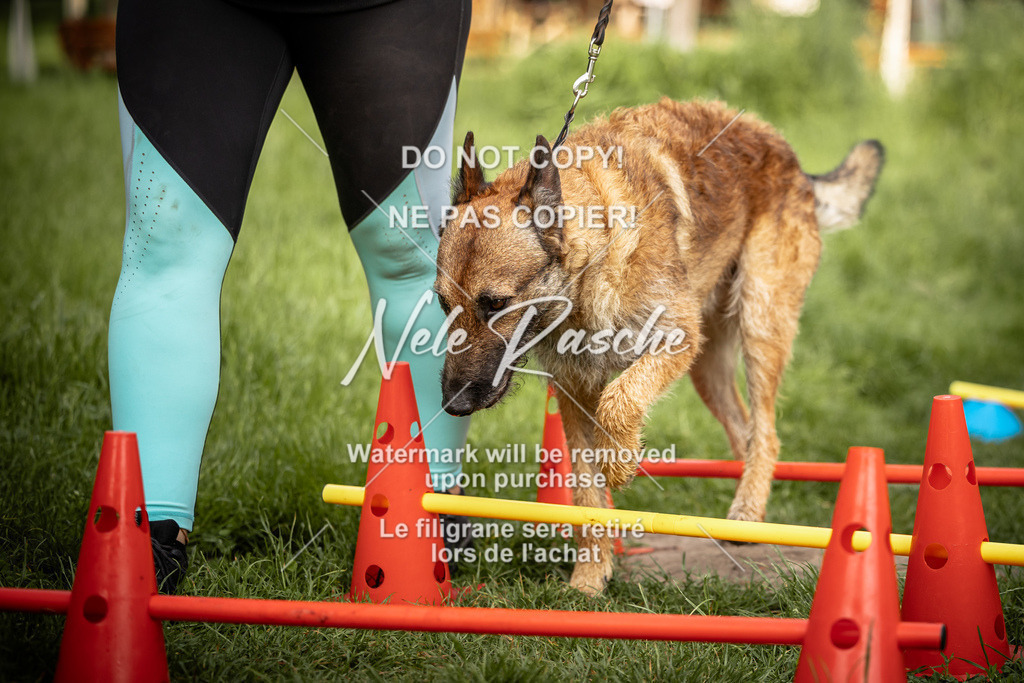 nelerasche_So-earlydog_71 | nelerasche