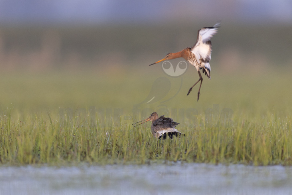 R5NF3489-20230410 | Die Uferschnepfe, im Plattdeutschen auch als Greta bezeichnet, ist eine Vogelart aus der Familie der Schnepfenvögel. Uferschnepfen sind Langstreckenzieher und brüten vorwiegend auf Feuchtwiesen. - Realisiert mit Pictrs.com