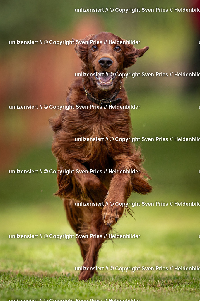 Sven Pries | 2024-09-22 - Hunderennen Baden-BadenPudelverein - Realisiert mit Pictrs.com