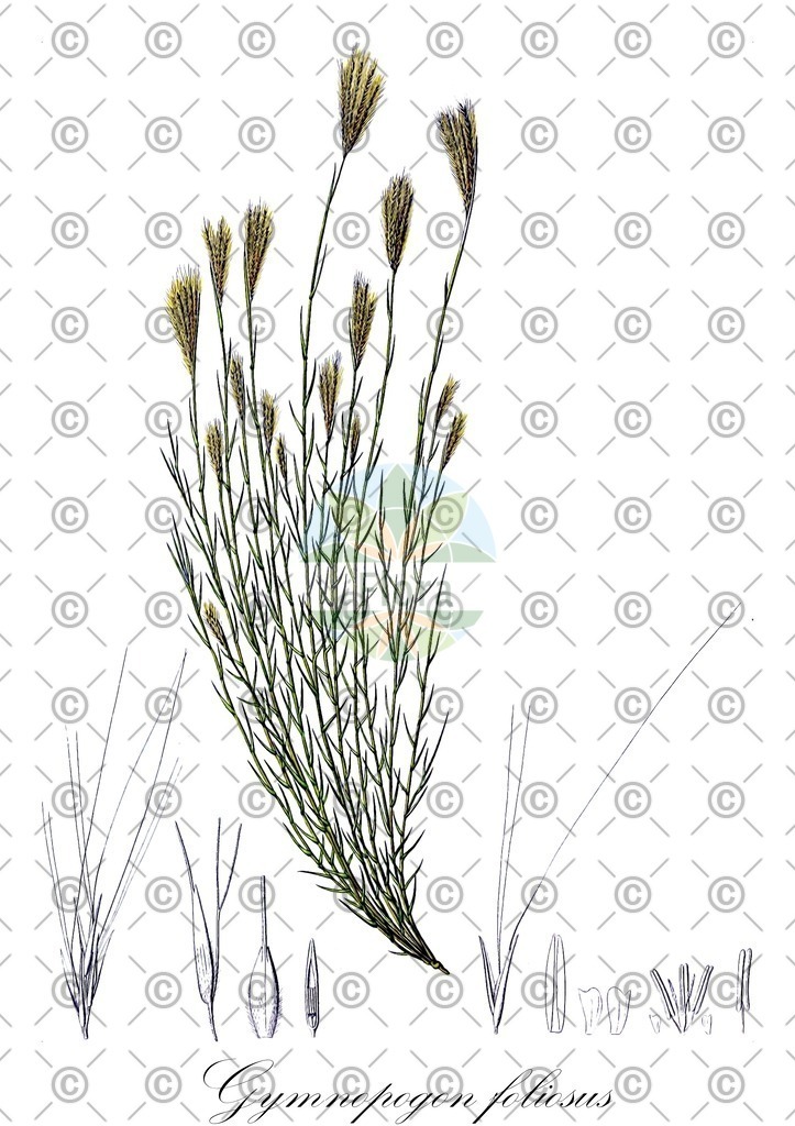 HistAbb_wfo-0000433336_1_ENZY_Simple | Historische Abbildung von Gymnopogon foliosus - Poaceae | Historical Illustration of Gymnopogon foliosus - Poaceae