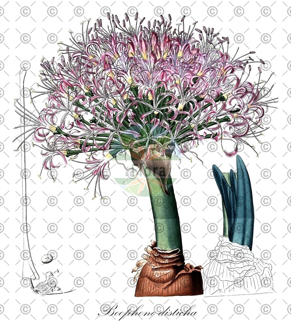 HistAbb_wfo-0000568848_1_ENZY_Simple | Historische Abbildung von Boophone disticha - Amaryllidaceae | Historical Illustration of Boophone disticha - Amaryllidaceae