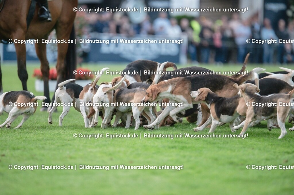 20230526_Pferdenacht_0642 | equistock