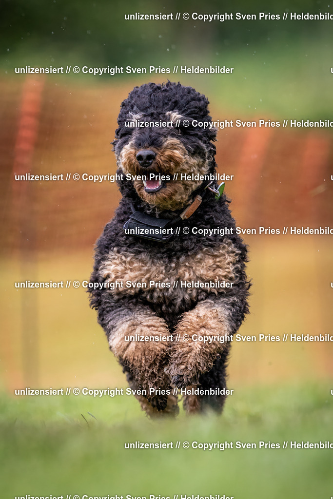 Sven Pries | 2024-04-21 - Hunderennen Baden-Oos
Foto: Sven Pries - Realisiert mit Pictrs.com