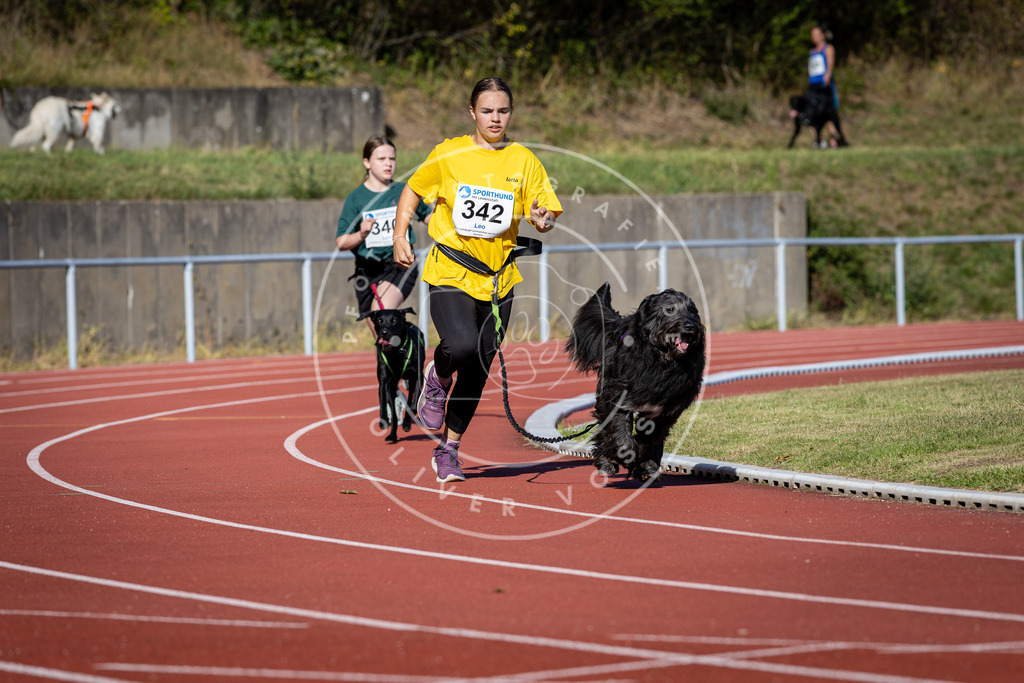 Pfotenfotografie_DV3A8070 | Hundefotografie, Tierfotograf, Pfotenfotografie, Fotoshooting Hund, Hunde Portrait, Hundesport, Hundeportraits, Heideshooting, Hunde, Sportfotograf, Hundefotograf, Turnierhundsport, THS,  - Realisiert mit Pictrs.com