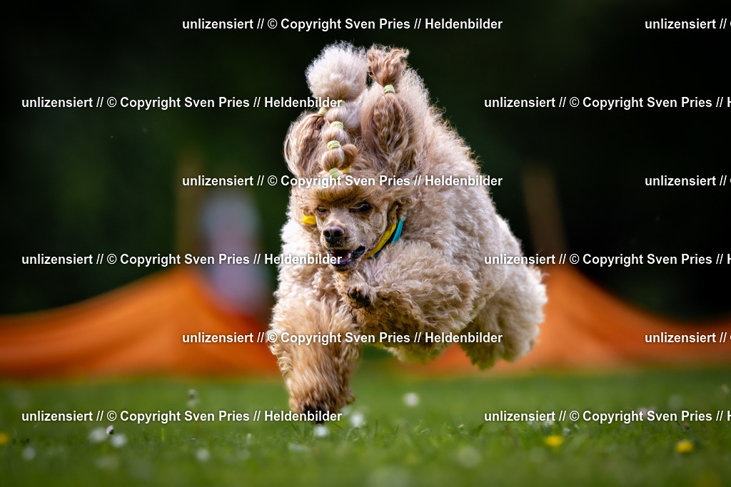 Sven Pries | 2026-05-14 - Hunderennen KA Durlach Vatertag 2026 - Realisiert mit Pictrs.com
