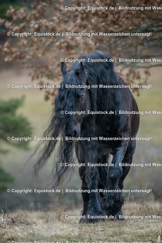 20160312_Friesenhengst_0004 | equistock