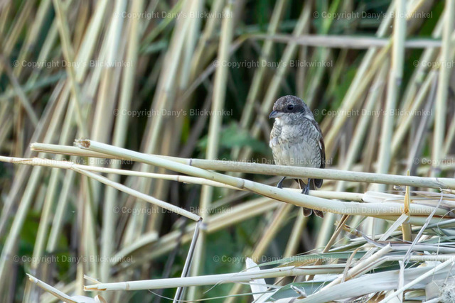 2022144 | Tierfotografie, Tierkalender, Tierbilder, Insekten, Spinnen, Vögel, Schmetterling, Libellen, Leinwand, Colorkey, Qualität, Geschenkartikel, Geschenk - Realisiert mit Pictrs.com