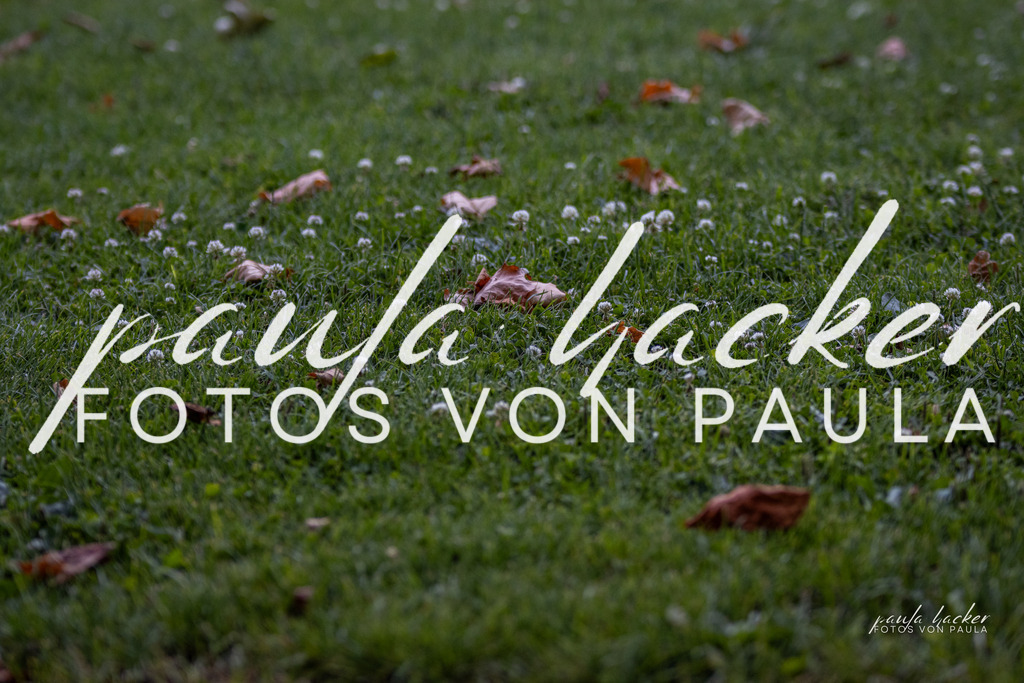 IMG_7295 | Erleben Sie dynamische Sport- und emotionale Tierfotografie in Süddeutschland mit Fotos von Paula. Spezialisiert auf Pferde- und Hundefotografie sowie Sportevents. Kontaktieren Sie mich für einzigartige und ausdrucksstarke Bilder Ihrer besonderen Momente. - Realisiert mit Pictrs.com
