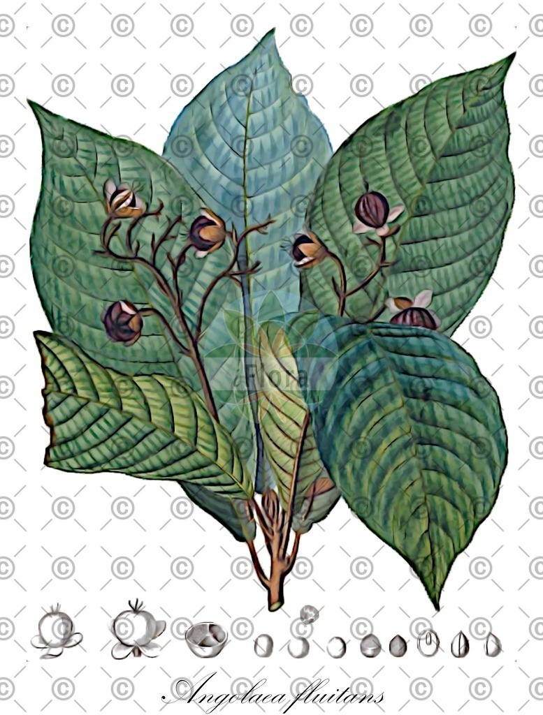 HistAbb_wfo-0000536542_514_ENZY_Simple | Historische Abbildung von Angolaea fluitans - Podostemaceae | Historical Illustration of Angolaea fluitans - Podostemaceae