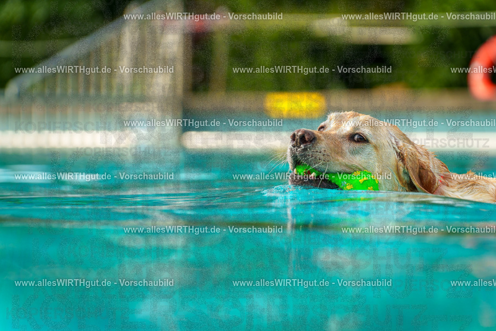 Hundeschwimmen_Grefrath_2026-allesWIRTHgut_Tierfotografie-09_26-7R502315 | Professionelle Tierfotografie in Mönchengladbach von Daniel Wirth (allesWIRTHgut). Liebevolle & natürliche Bilder von Hunden & Katzen für unvergessliche Erinnerungen.