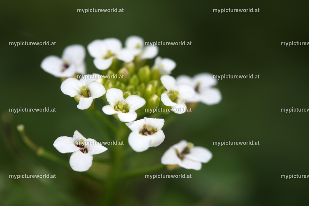 Echte Brunnenkresse-002 | Das Bilderarchiv über Tiere, Planzen und Landschaften. In der Bilddatenbank finden Sie ein große Auswahl an hochwertigen Bilder für Ihre Werbung - Realisiert mit Pictrs.com