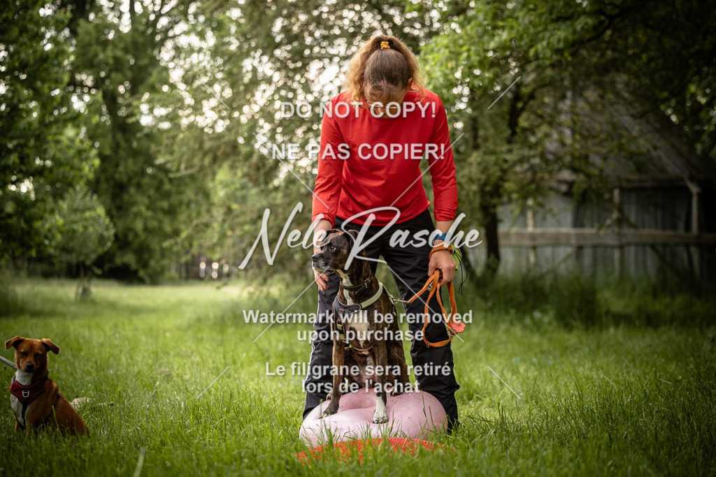 nelerasche_So-earlydog_94 | nelerasche