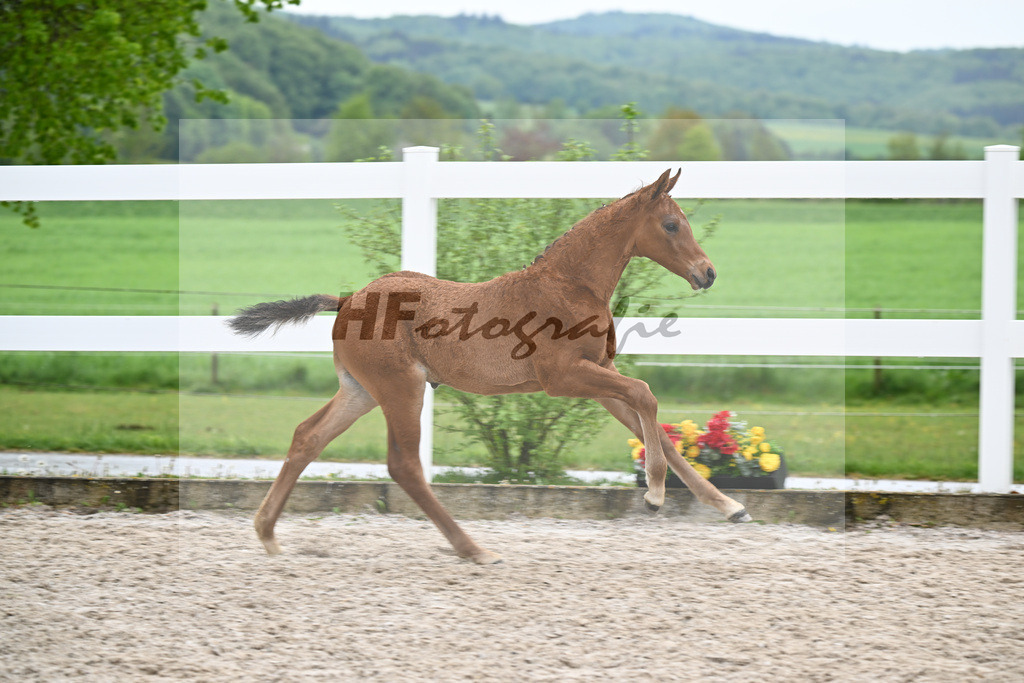 Kat-Nr. 23 HF Chaccos Son x Stolzenberg_Strohmeier_23261506 | hf-fotografie - Realisiert mit Pictrs.com