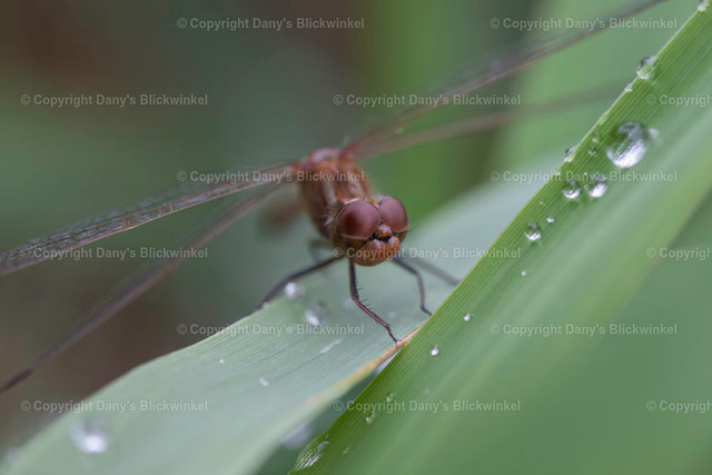 201915 | Tierfotografie, Tierkalender, Tierbilder, Insekten, Spinnen, Vögel, Schmetterling, Libellen, Leinwand, Colorkey, Qualität, Geschenkartikel, Geschenk - Realisiert mit Pictrs.com