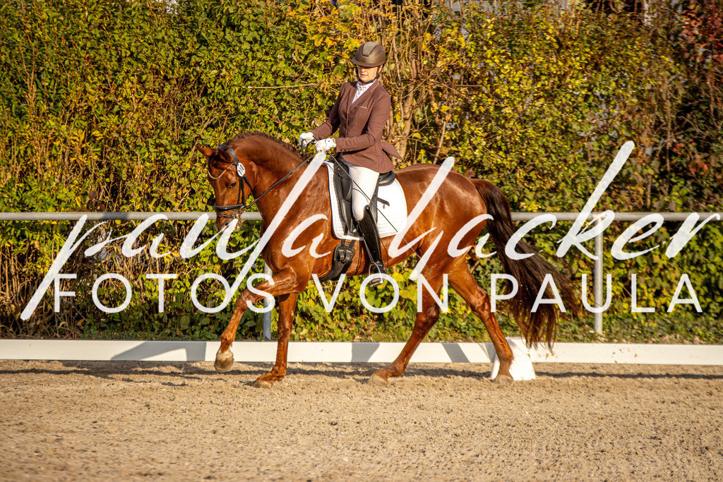 IMG_4588 | Erleben Sie dynamische Sport- und emotionale Tierfotografie in Süddeutschland mit Fotos von Paula. Spezialisiert auf Pferde- und Hundefotografie sowie Sportevents. Kontaktieren Sie mich für einzigartige und ausdrucksstarke Bilder Ihrer besonderen Momente. - Realisiert mit Pictrs.com