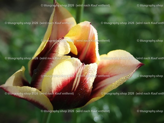 titusgraphy-P5057666_var-016 | Fotokunstarbeit aus der INSTAGRAM-Gallerie auf titusgraphy.eu - Realisiert mit Pictrs.com