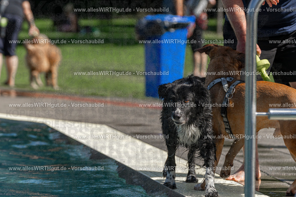 Hundeschwimmen_Volksbad_2026-allesWIRTHgut_Tierfotografie-2609061221-FAY06446 | Professionelle Tierfotografie in Mönchengladbach von Daniel Wirth (allesWIRTHgut). Liebevolle & natürliche Bilder von Hunden & Katzen für unvergessliche Erinnerungen.