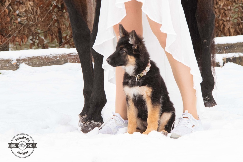 Lieblingsbilder_Photoboo_33 | Pferde- und Hundefotografie in Köln und Umgebung von Vanessza Csuka - Realisiert mit Pictrs.com