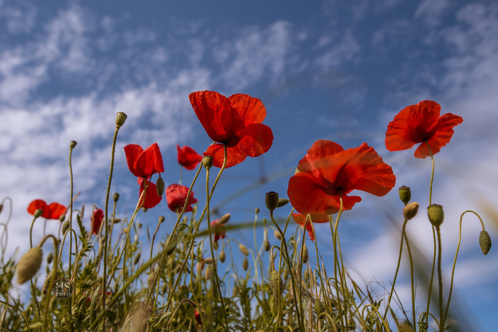 bickensohl_0305-27 | <div id="allefotografen-seal-verified-green"></div><script src="https://www.allefotografen.de/956728/seal-verified-green/seal.js" async="async"></script> - Realisiert mit Pictrs.com