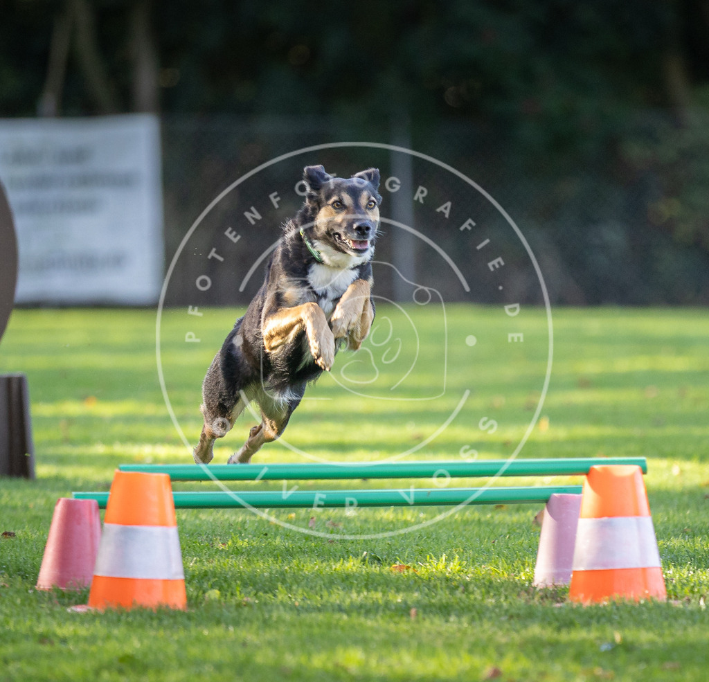 Pfotenfotografie.de_DV3A3584 | Hundefotografie, Tierfotograf, Pfotenfotografie, Fotoshooting Hund, Hunde Portrait, Hundesport, Hundeportraits, Heideshooting, Hunde, Sportfotograf, Hundefotograf, Turnierhundsport, THS, canicross - Realisiert mit Pictrs.com