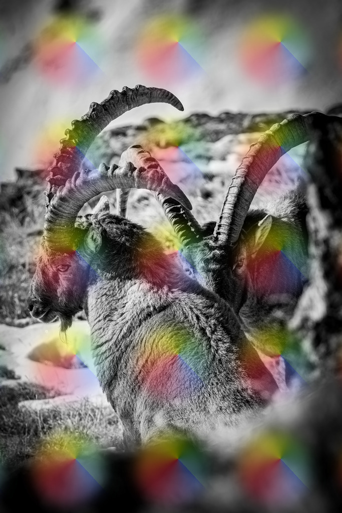 148A5005 | FineArtPrint, Hahnemühle, FeeGalerie, Fee Galerie, Fotokunst, Fotografie, Canonphotography, Bergfoto, Matterhorn, Rimpfischhorn, Allalinhorn, Saas-Fee, Wallis, Valais, Switzerland, Bergfotografie