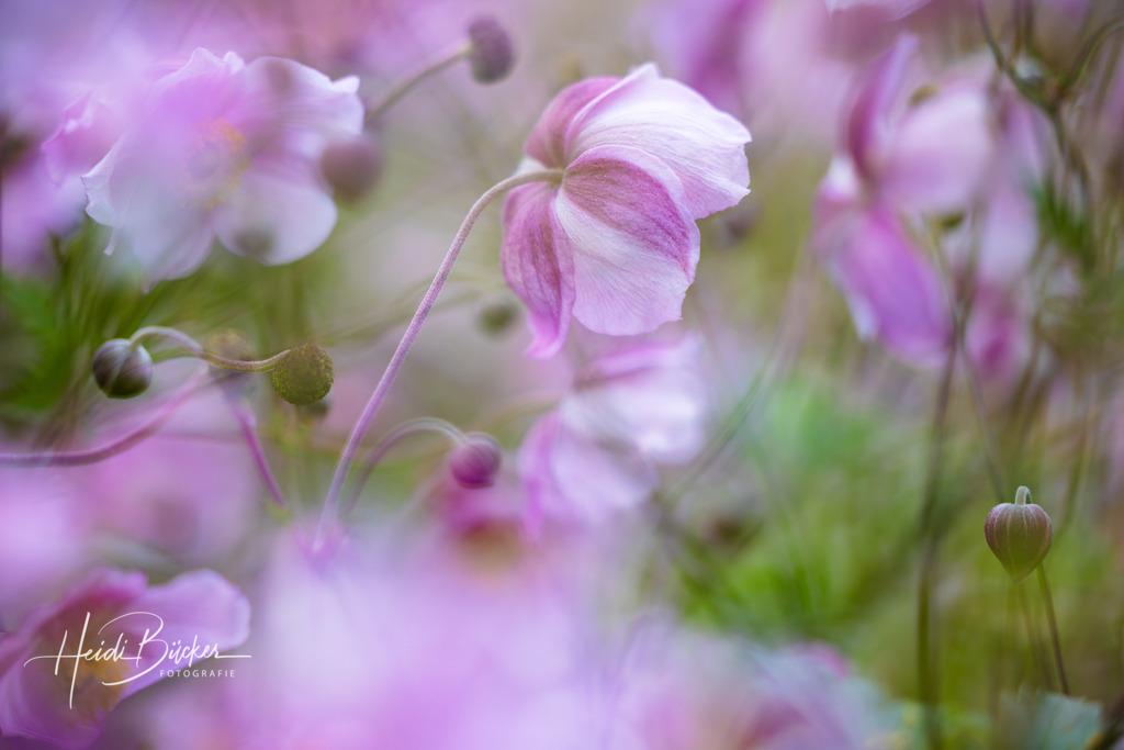 Blumen im Garten | Wundervolle Natur im Garten - Realisiert mit Pictrs.com