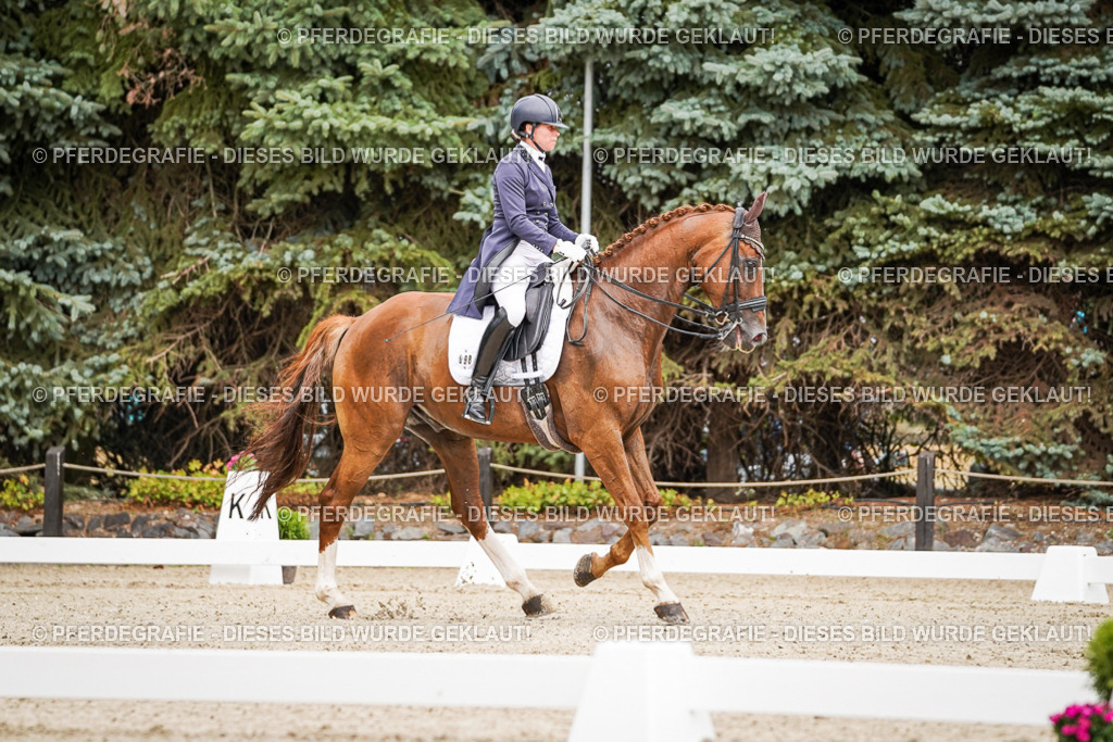 DSC04912 | Pferdegrafie