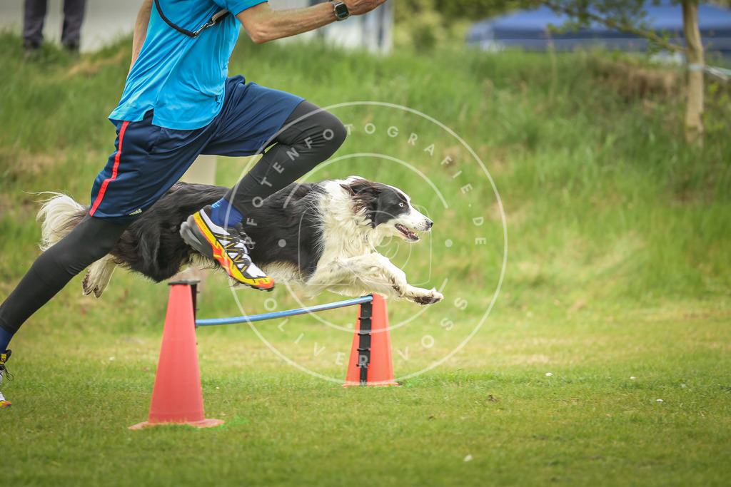Pfotenfotografie_0L8A0092 | Hundefotografie, Tierfotograf, Pfotenfotografie, Fotoshooting Hund, Hunde Portrait, Hundesport, Hundeportraits, Heideshooting, Hunde, Sportfotograf, Hundefotograf, Turnierhundsport, THS,  - Realisiert mit Pictrs.com