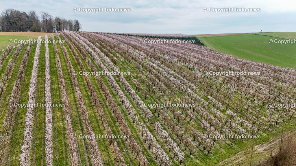 Marillenbluete Niederneukirchen_ 21.03.2024-14 | 21.03.2024, Niederneukirchen, AUT, Marillenbluete, im Bild Marillenbluete, Baeume, Blueten, Knospen, Marillen, Fruechte, Obst, Obstbauer, Fruehling, Drohne